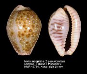 Naria marginalis (f) pseudocellata